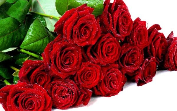 Скільки троянд можна і потрібно дарувати жінці і дівчині: вибір кольору і кількість