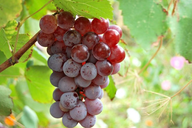 Вино з винограду в домашніх умовах: рецепт приготування
