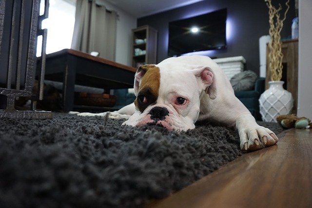 10 способів: як почистити килим в домашніх умовах швидко і ефективно