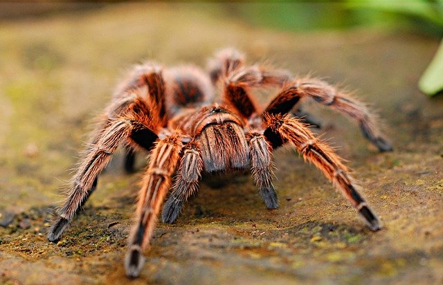 12 коштів: як позбутися від павуків у квартирі, чому не можна вбивати павуків