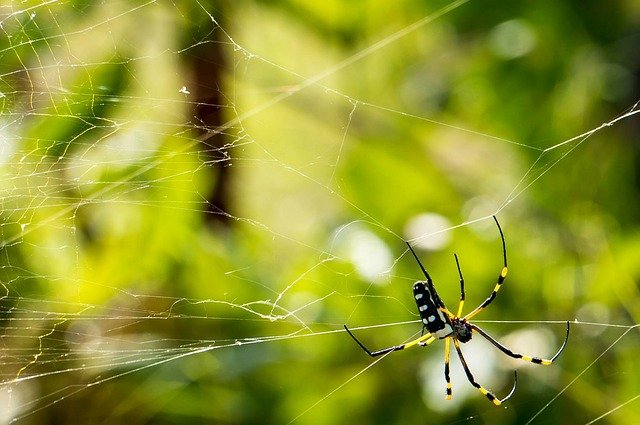 12 коштів: як позбутися від павуків у квартирі, чому не можна вбивати павуків