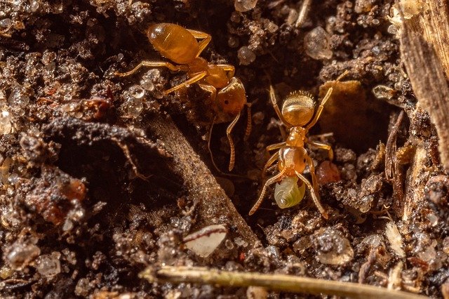 15 способів: як позбутися від мурашок в квартирі, як вивести мурах з городу