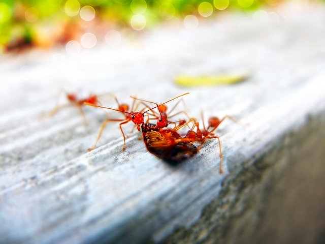 15 способів: як позбутися від мурашок в квартирі, як вивести мурах з городу