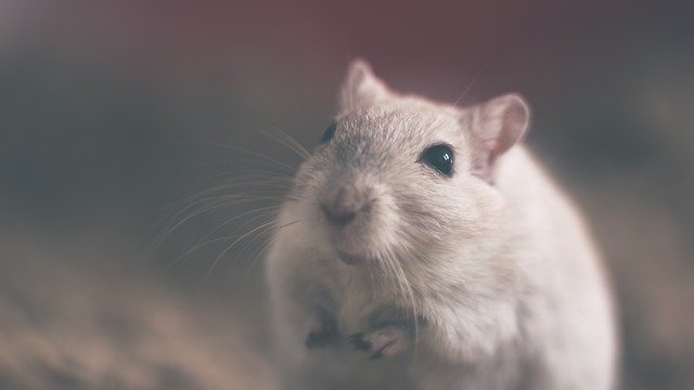 15 коштів: як позбутися мишей в будинку і в квартирі, як зловити мишу в будинку без мишоловки
