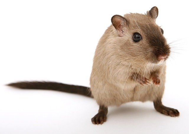 15 коштів: як позбутися мишей в будинку і в квартирі, як зловити мишу в будинку без мишоловки