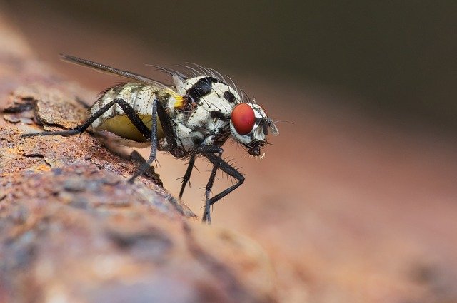 25 засобів: як позбутися від мух в квартирі, як позбавитися від дрозофіл, як зробити пастку для мух