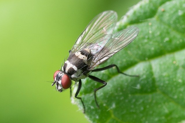 25 засобів: як позбутися від мух в квартирі, як позбавитися від дрозофіл, як зробити пастку для мух