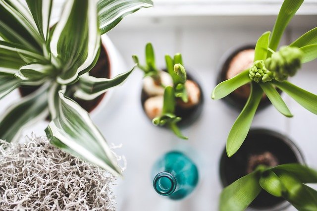 32 способи: як позбутися від попелиці на кімнатних рослинах, засіб від попелиці, боротьба з попелицею