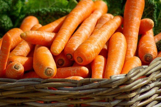 8 способів: як боротися з морквяною мухою на грядці, морквяна муха та боротьба з нею