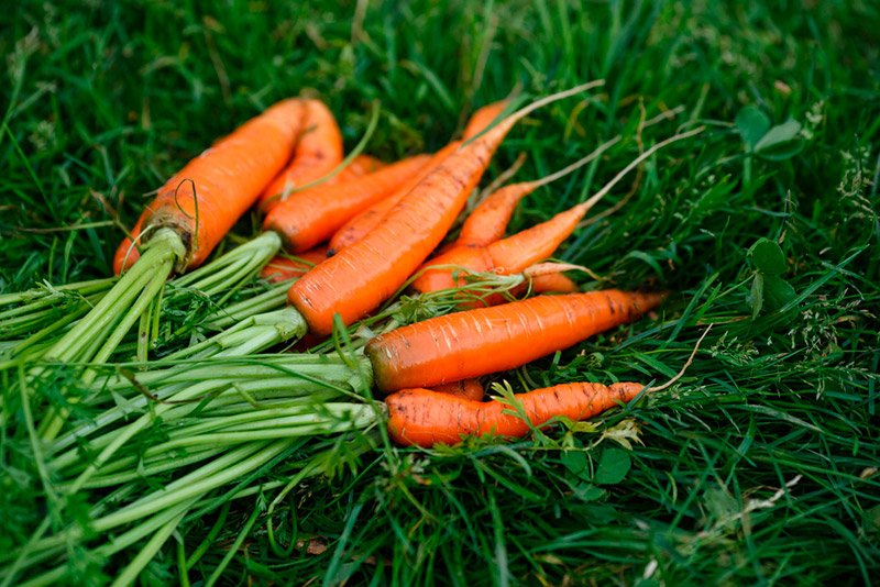 8 способів: як боротися з морквяною мухою на грядці, морквяна муха та боротьба з нею