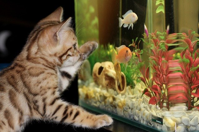 Догляд за акваріумом: покрокова чищення акваріума, як доглядати за акваріумом