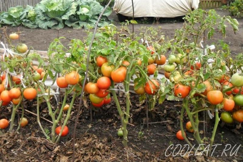 Підживлення помідорів у відкритому грунті — коли і які добрива використовувати для томатів
