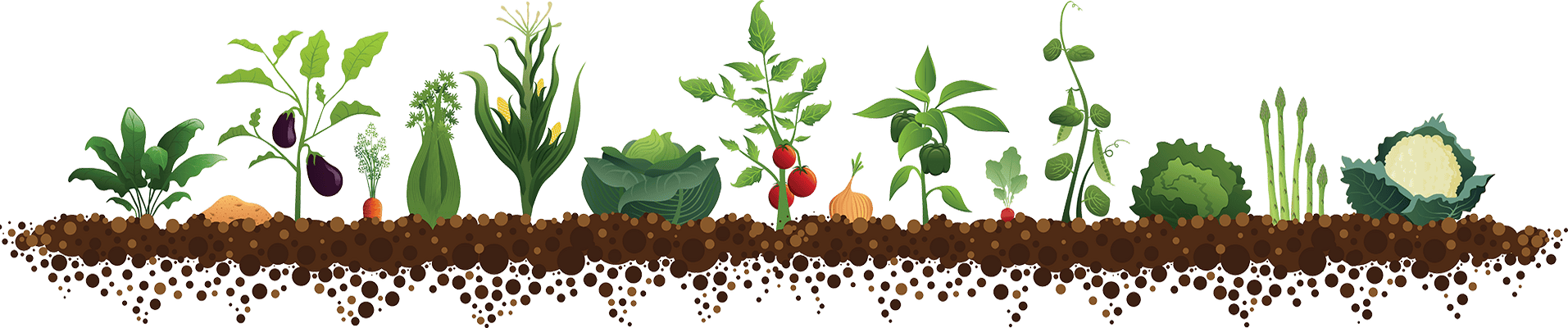 Посів насіння взимку 2020 томати, капуста, перець, огірки, цибуля, баклажан, часник, кабачки, редис, гарбуза