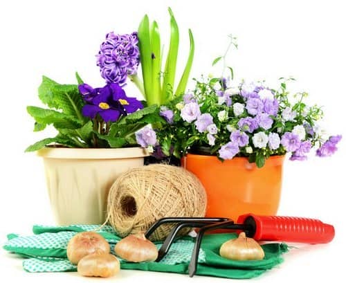 Пересадка в домашніх умовах квітів 2020 пересаджувати квіти, календар зими, весни, літа, осені