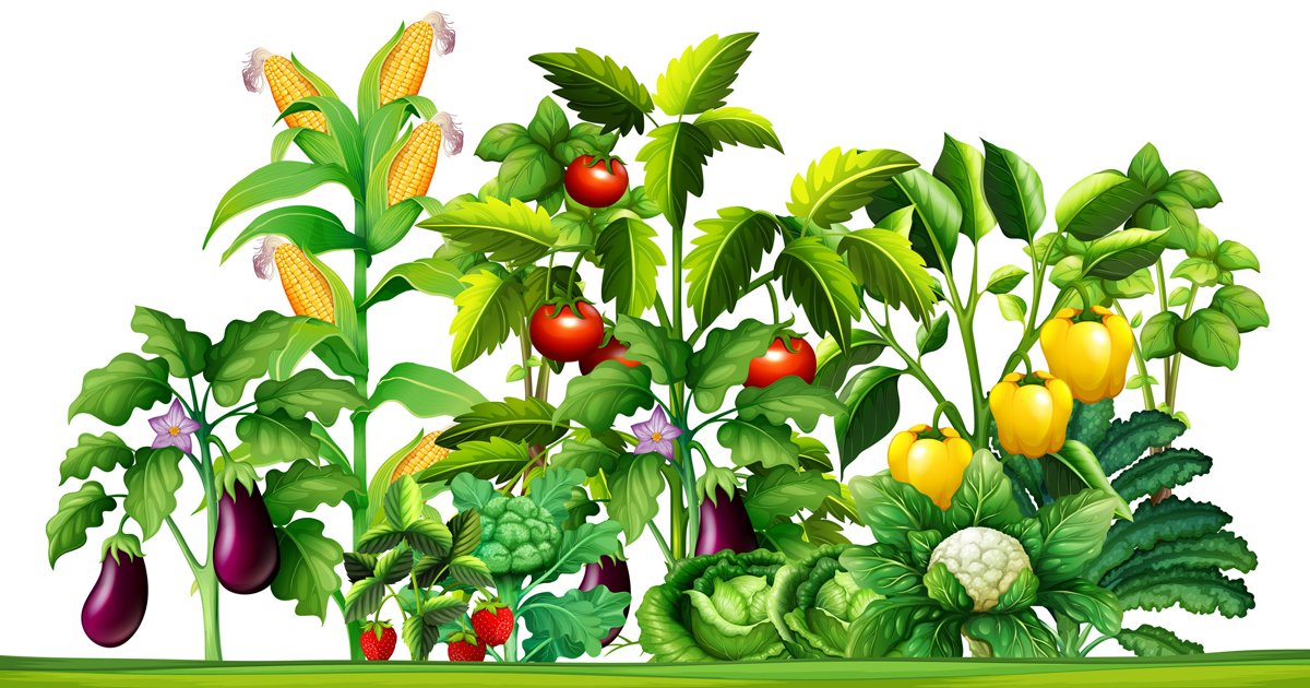 Посів насіння навесні 2020 томати, капуста, перець, огірки, цибуля, баклажан, часник, кабачки, редис, гарбуза