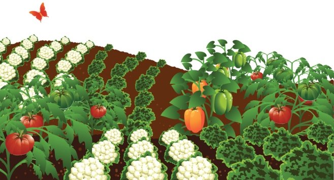 Посів насіння восени 2020 томати, капуста, перець, огірки, цибуля, баклажан, часник, кабачки, редис, гарбуза