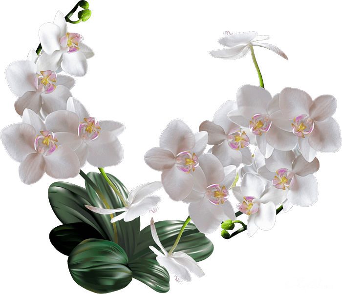 Пересадка орхідей в домашніх умовах 2020 посадка, дні садити, календар зими, весни, літа, осені