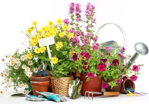 Пересадка в домашніх умовах квітів 2020 пересаджувати квіти, календар зими, весни, літа, осені