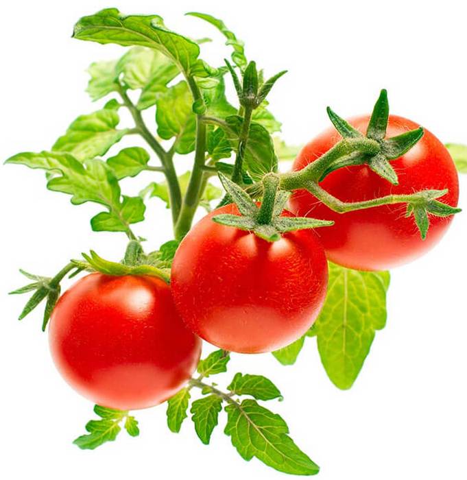 Посів насіння в червні 2020 томатів, капусти, перцю, огірки, цибулю, баклажан, часник, кабачки, редис, гарбуза