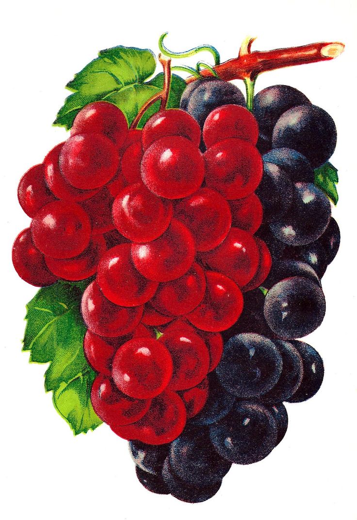 Обрізка винограду навесні і восени 2020 в картинках покроково, схема обрізки, на зиму, 1, 2, 3 рік