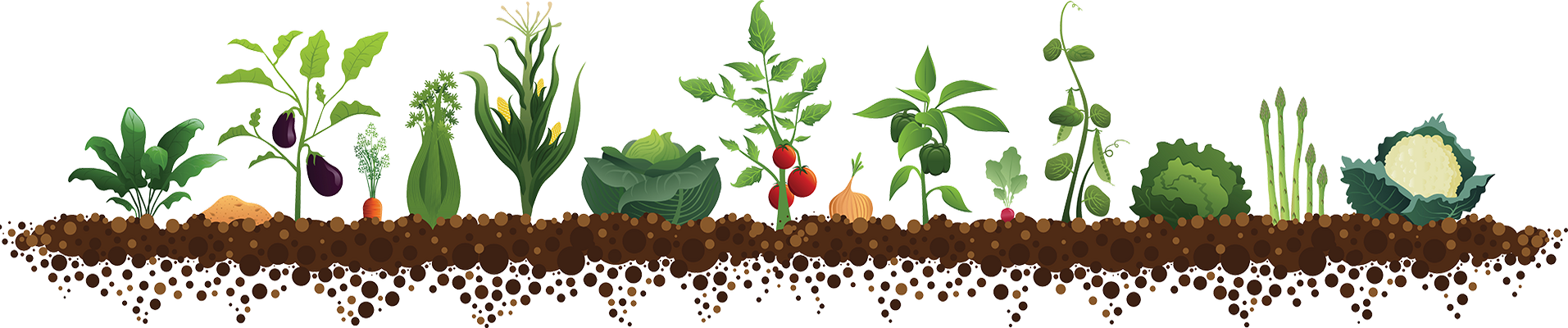 Посів насіння в червні 2020 томатів, капусти, перцю, огірки, цибулю, баклажан, часник, кабачки, редис, гарбуза