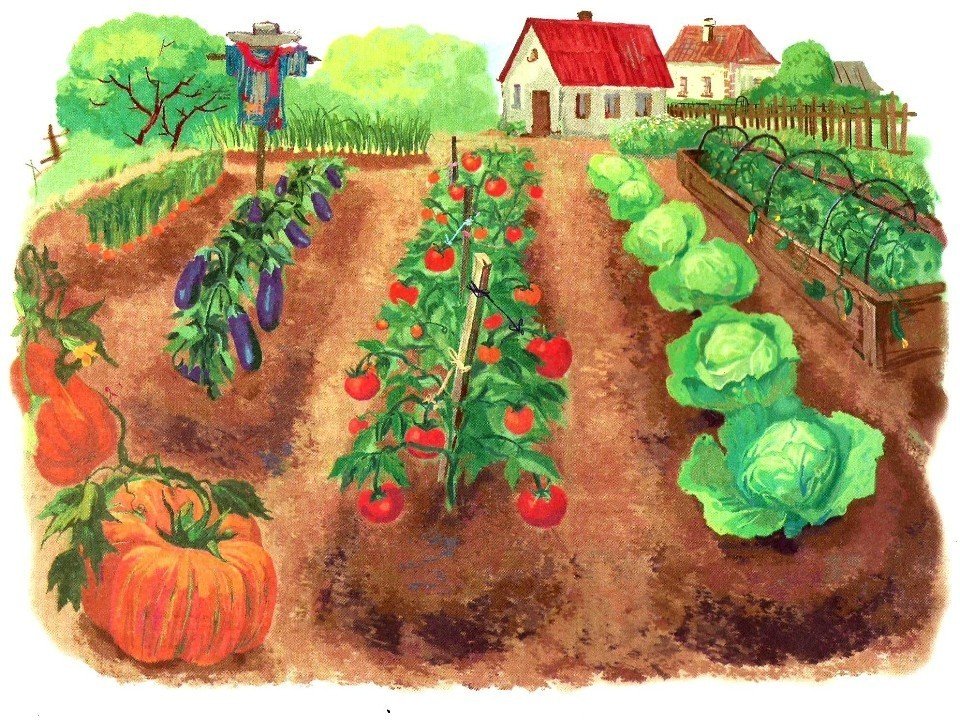 Посів насіння в січні 2020 томатів, капусти, перцю, огірки, цибулю, баклажан, часник, кабачки, редис, гарбуза