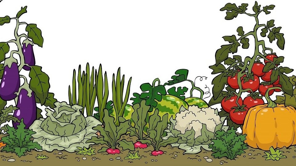 Посів насіння салату навесні 2020 коли садити в грунт, сіяти, саджати, місячний календар посадок